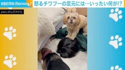 チワプーが飼い主の頭を踏みつけ…ビーグルに激怒する姿がSNSで話題「情報量多すぎw w」「これは…カオスだ」