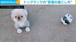 オン・オフがはっきりしすぎな犬 ボールを追いかける姿の“ギャップ”に飼い主「やはり走らないか〜」