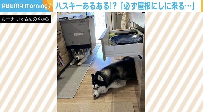 シベリアンハスキーのルーナちゃんとレオくん