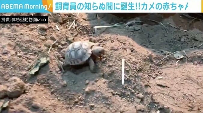 飼育員も知らぬ間に誕生！ 「ヒョウモンガメ」の赤ちゃんが公開 1枚目