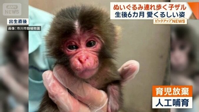 人工哺育されることになったパンチ