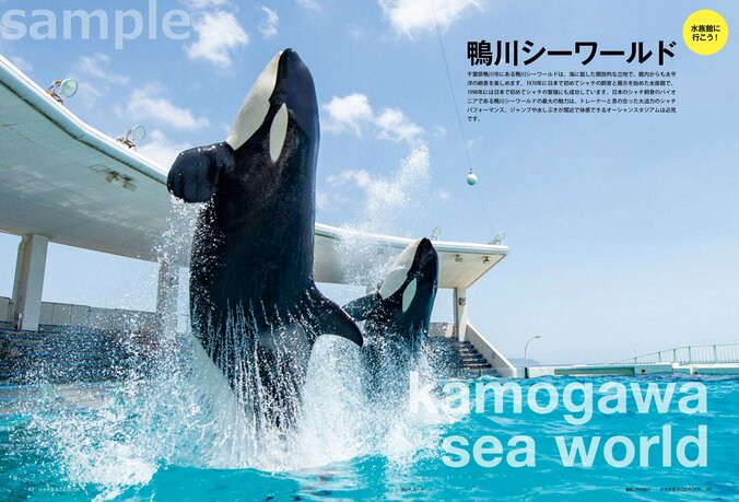 予約完売の大反響 “海の王者”シャチの魅力に迫る『シャチまるごとBOOK』が7月31日発売 5枚目