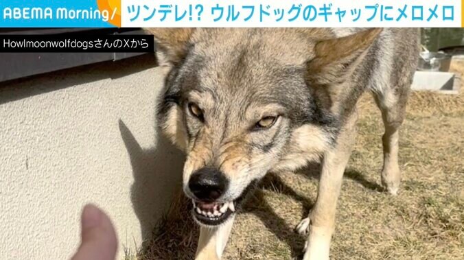 チェコスロバキアンウルフドッグのアクィラちゃん（2歳）