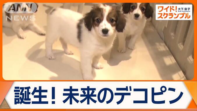 大谷翔平選手の愛犬・デコピンで注目！希少犬種「コーイケルホンディエ」の魅力とは？ 1枚目