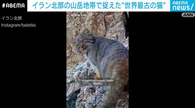 マヌルネコ