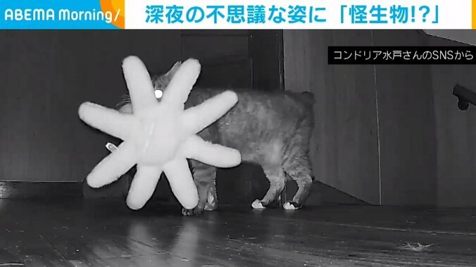 猫のなだちゃん