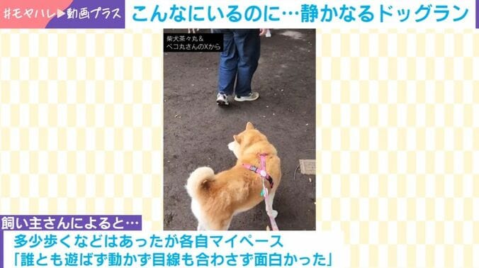 柴犬の茶々丸くん