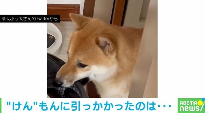 「何もしてないワン!?」“バツの悪そうな表情”をする柴犬が話題 1枚目