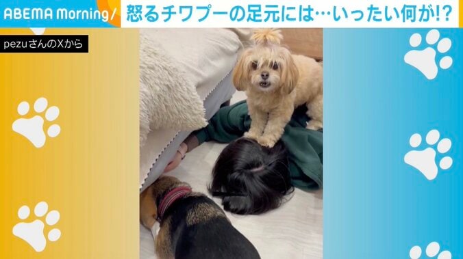 チワプーの茶々ちゃん