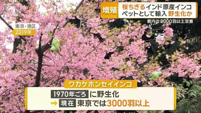 東京では3000羽以上が定着