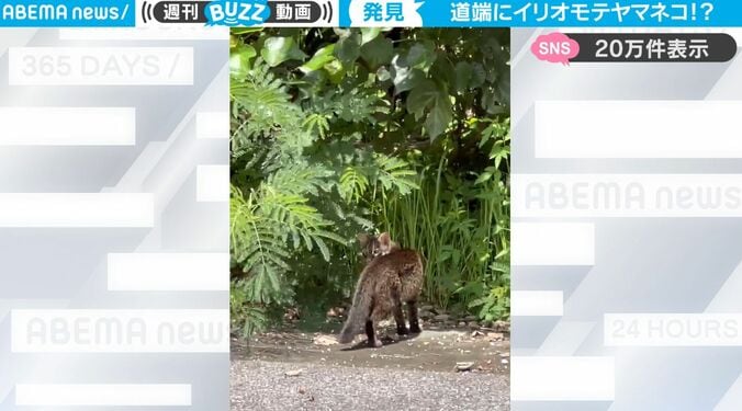 視聴者もビックリ！“絶滅危惧種”イリオモテヤマネコに突然遭遇した瞬間 白昼に現れた“超激レア映像” 1枚目