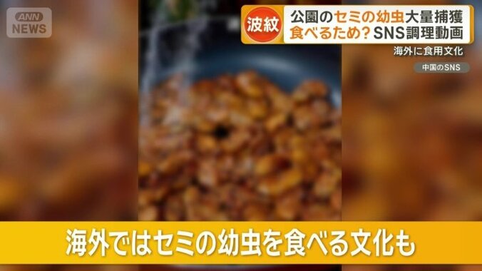 海外ではセミの幼虫を食べる文化も