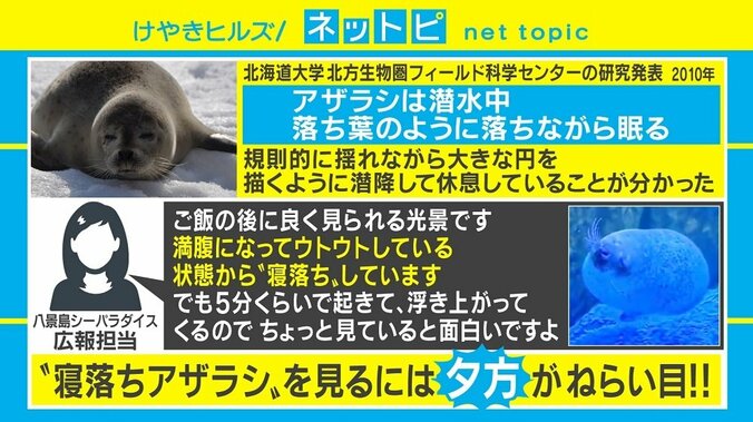 まるでタイタニックのワンシーン？ アザラシの“寝落ち”動画がTwitterで話題に 3枚目