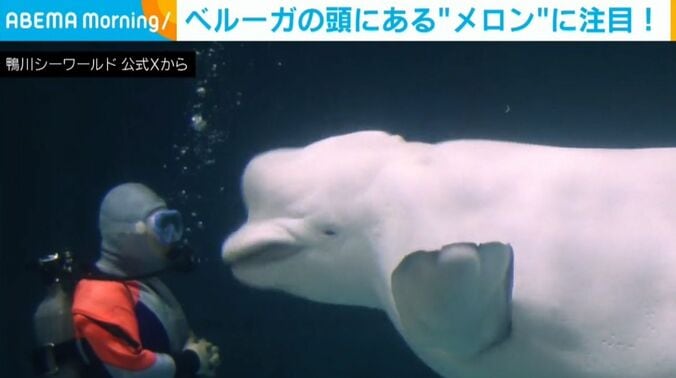 ベルーガ