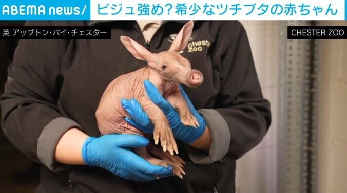 ツチブタの赤ちゃん