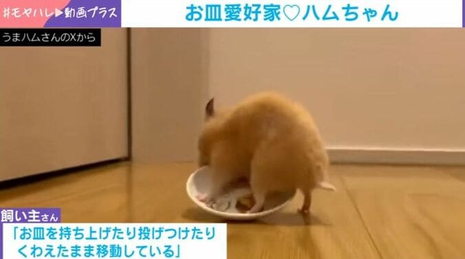 ハムスターのムギちゃん