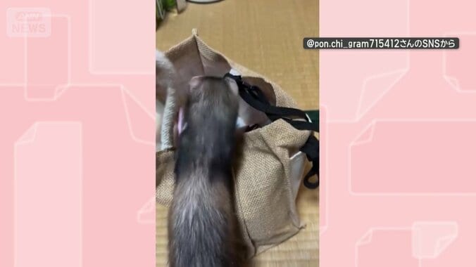 バッグに近づく