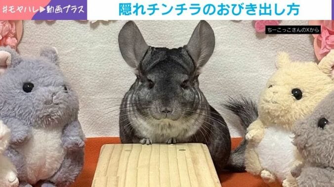 チンチラのちーちゃん