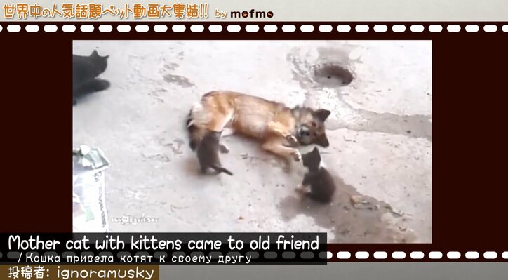 「手の上で熟睡中ニャ」可愛い猫&犬が大集結 『mofmo』とのコラボ番組をAbemaTVで放送