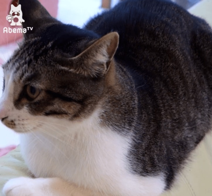 「寝るときも一緒だワン…」 柴犬と猫のトリオにほっこりする