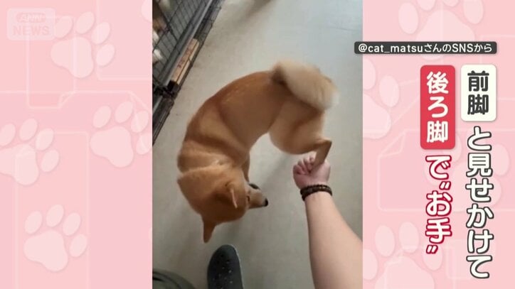 前脚と見せかけて…後ろ脚で！