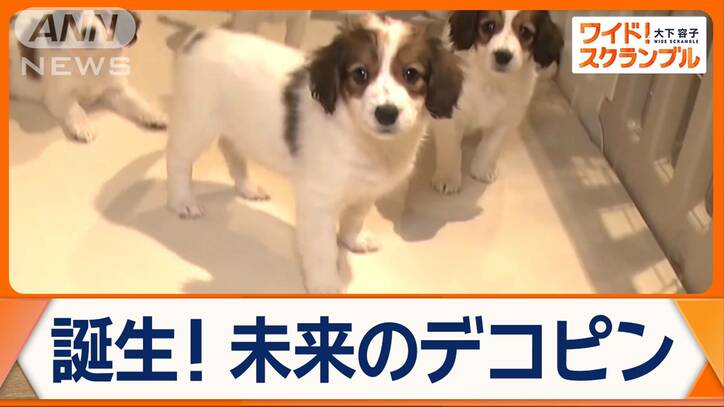 大谷翔平選手の愛犬・デコピンで注目！希少犬種「コーイケルホンディエ」の魅力とは？