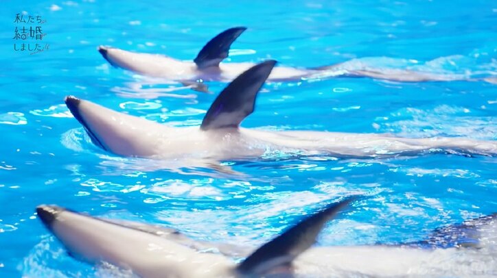 瀬戸利樹、妻・紺野彩夏に誓いのキス！ロマンチックな瞬間に川島海荷も「こんな豪華なキスある？」『私たち結婚しました4』第1話