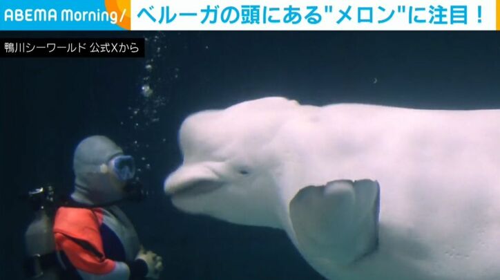 ベルーガ