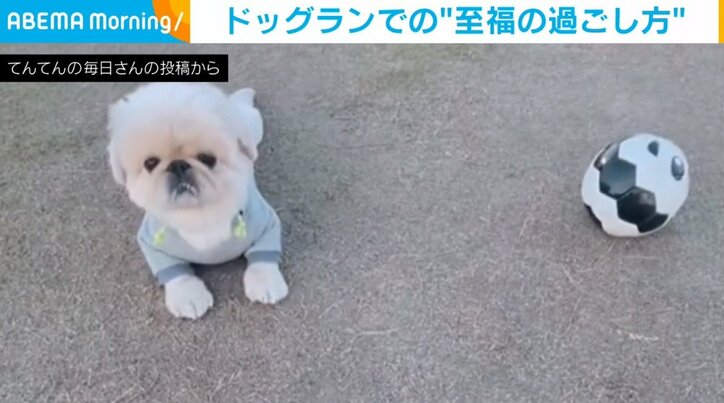 オン・オフがはっきりしすぎな犬 ボールを追いかける姿の“ギャップ”に飼い主「やはり走らないか〜」