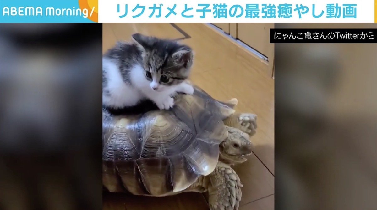 可愛い ゆっくりの速度がなんとも リクガメ 子猫の カメタクシー に癒やされる人続出 国内 Abema Times