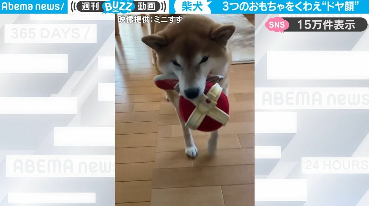 3つのおもちゃを同時にくわえたまま飼い主にドヤ顔披露！かわいすぎる