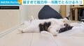 人と同じ？ 暑い日に床でぺたん…猫が“とろける”姿に反響「お腹にダイブしたい」「涼しいのかな」「可愛い」
