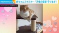 フェレットの“天使の寝顔”を見守る猫 2匹の愛くるしい姿にほっこり