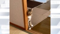 【映像】ひょっこり猫…脳腫瘍と闘病に「よう頑張った」の声