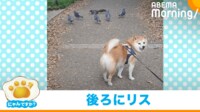 【映像】柴犬の後ろにいた“まさかの生き物”