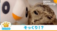 【映像】ぬいぐるみにくっつき“うっとり顔”のフクロウ