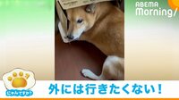 【映像】ダンボールに隠れる柴犬