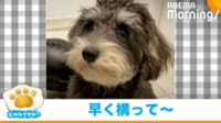 【映像】風を受けて毛がなびくミニチュアシュナウザー