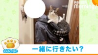 【映像】「行かないで!」猫の必死なしがみつき
