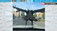 運転手困惑…突如、舞い降りたカラスが「大きなエンブレム」のよう 風を切る姿が“自由すぎる”と話題