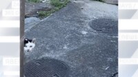 【映像】壁からひょっこり顔を出し挨拶する野良猫