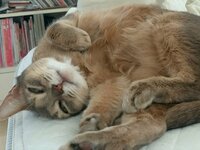 桃『この漫画はおもしろい。』