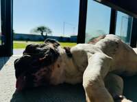 坂上忍『バッタリな朝』