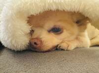 坂上忍『結果からいうと...』