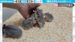 ハーレム状態…手のひらに集まってくるハムスター軍団に「こんな懐くのか…もふもふ天国だ！」「私もモテまくりたい」と反響