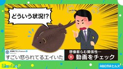 どういう状況？エイが“激怒”されてうなだれているような姿に「頭下げてる新人だろこれ」「これがエイハラですか」とツッコミ続出