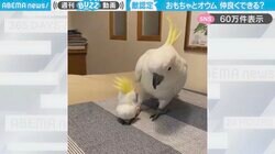 　「仲良くできる？」鳥のおもちゃと対面したオウムの“衝撃的な行動”に「完全に仕留める瞬間を狙ってる」「学校のこわい先輩みたい」と反響