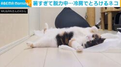 人と同じ？ 暑い日に床でぺたん…猫が“とろける”姿に反響「お腹にダイブしたい」「涼しいのかな」「可愛い」