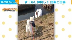 湖畔で白鳥に遭遇した白柴 運命の出会いかのように”熱い視線”を交わす