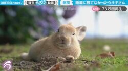 もうだめだぁ… “睡魔”と戦う仔ウサギ ビクッと飛び起きるもウトウト 眠りに落ちる瞬間に「今朝のわたしやん」と反響